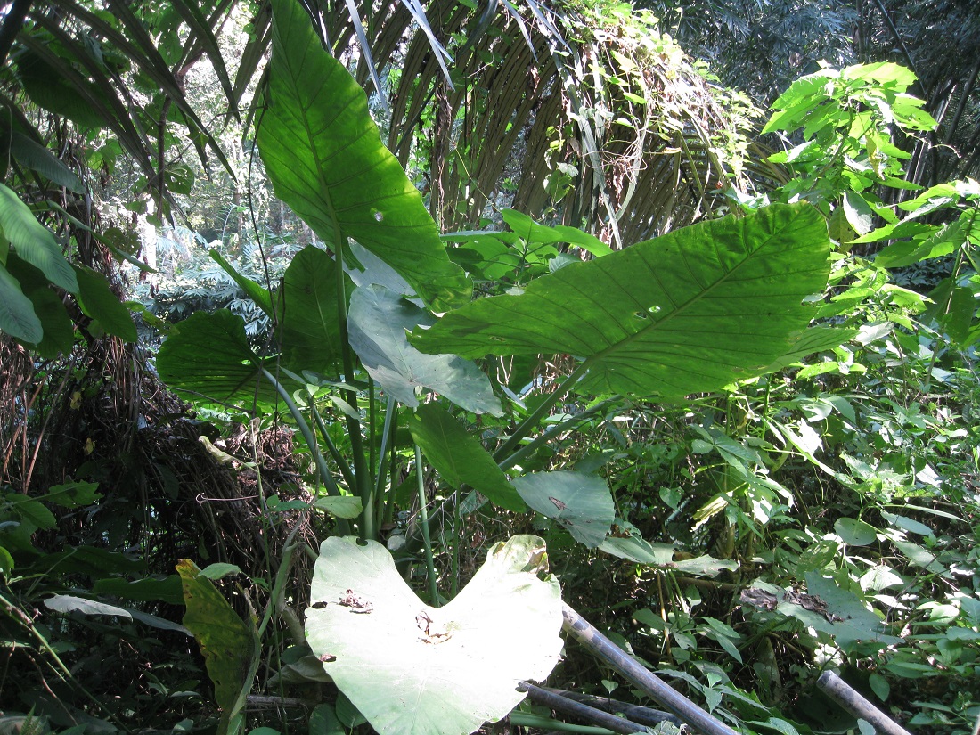 Image of Alocasia odora specimen.
