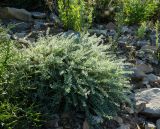 familia Fabaceae. Вегетирующее растение. Оренбургская обл., Саракташский р-н, Жёлтинский сельсовет, окр. Кандуровского карьера, зарастающий склон карьера. 29 мая 2024 г.