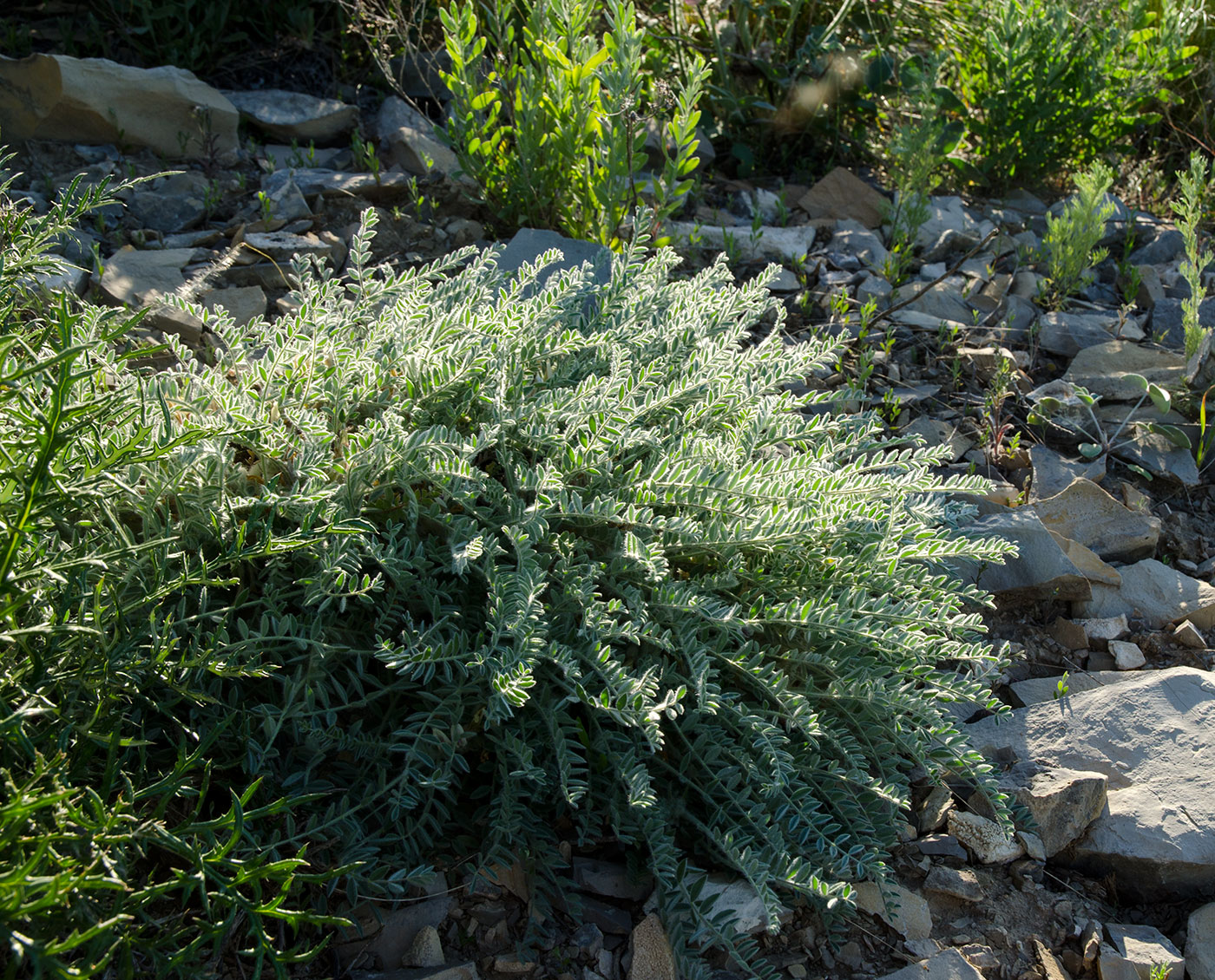 Image of familia Fabaceae specimen.