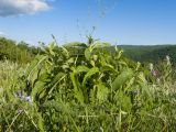 Phlomis taurica. Вегетирующее растение с развивающимися соцветиями. Краснодарский край, Крымский р-н, окр. ст-цы Неберджаевская, гора Долгая, ≈ 300 м н.у.м., остепнённый луг. 14.05.2025.