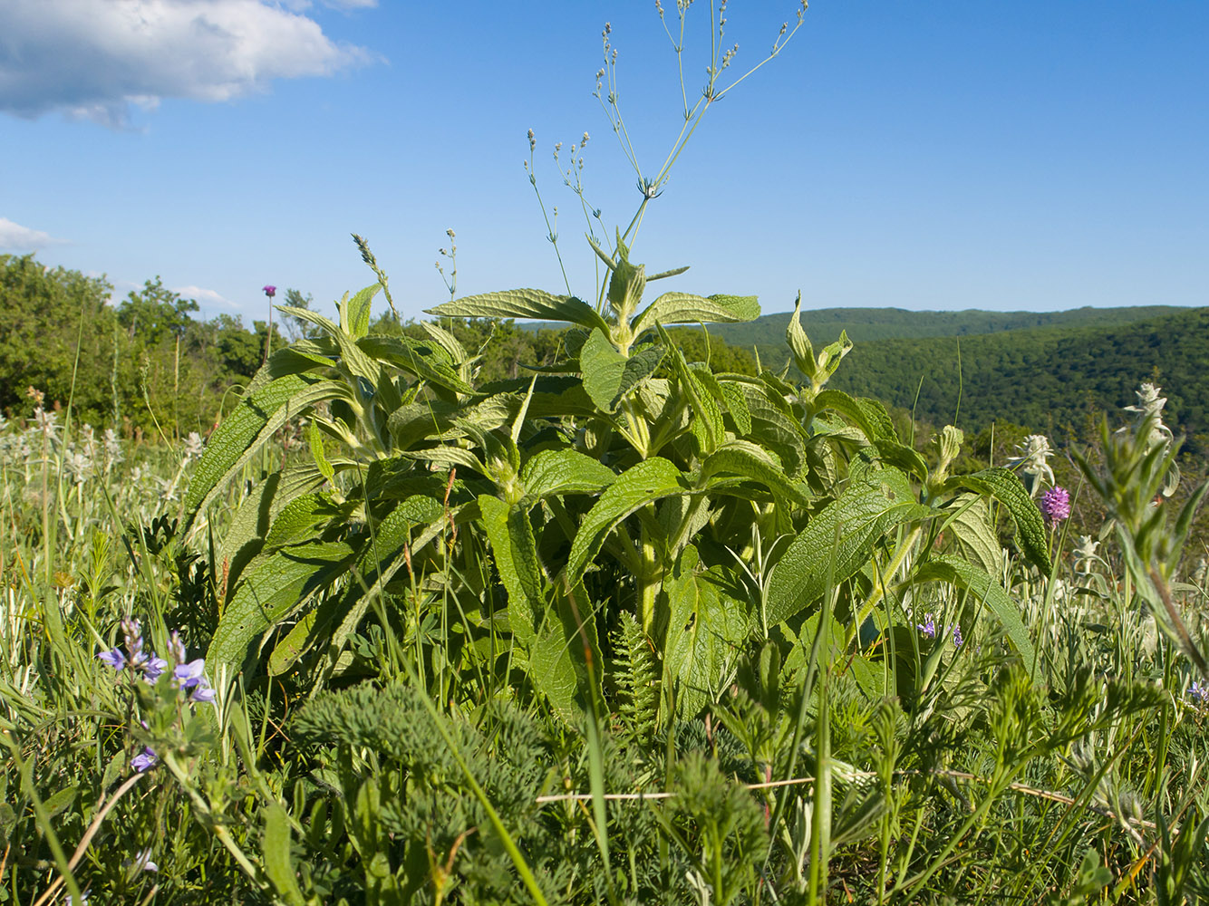 Image of Phlomis taurica specimen.