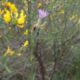 Scorzonera purpurea