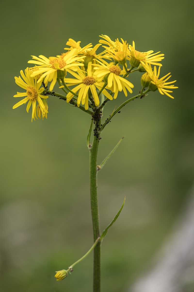 Изображение особи Tephroseris integrifolia.