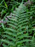 Dryopteris filix-mas