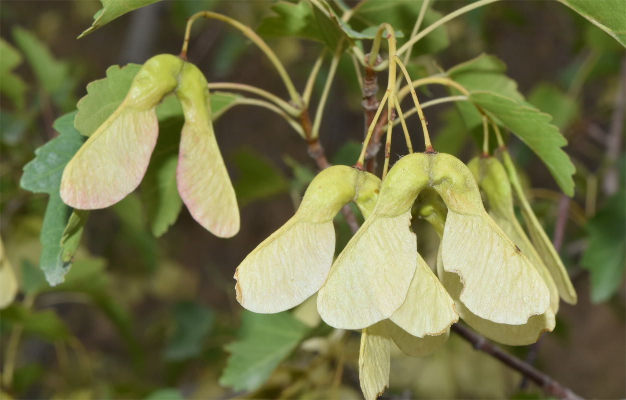 Image of Acer semenovii specimen.