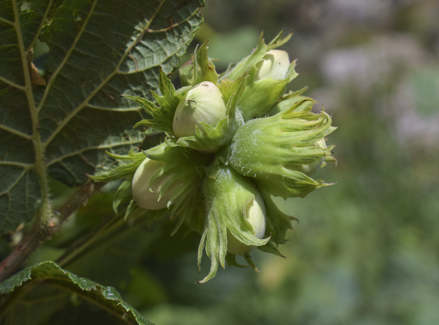 Image of Corylus avellana specimen.