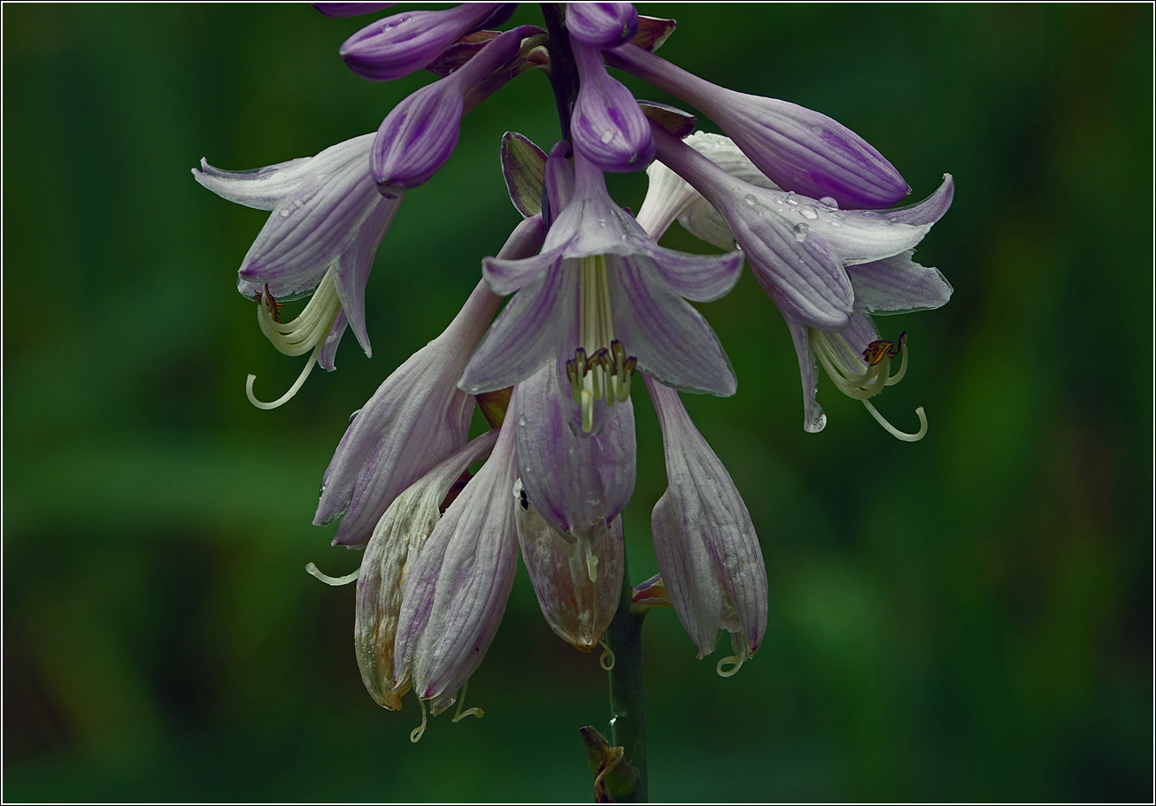 Изображение особи Hosta fortunei.