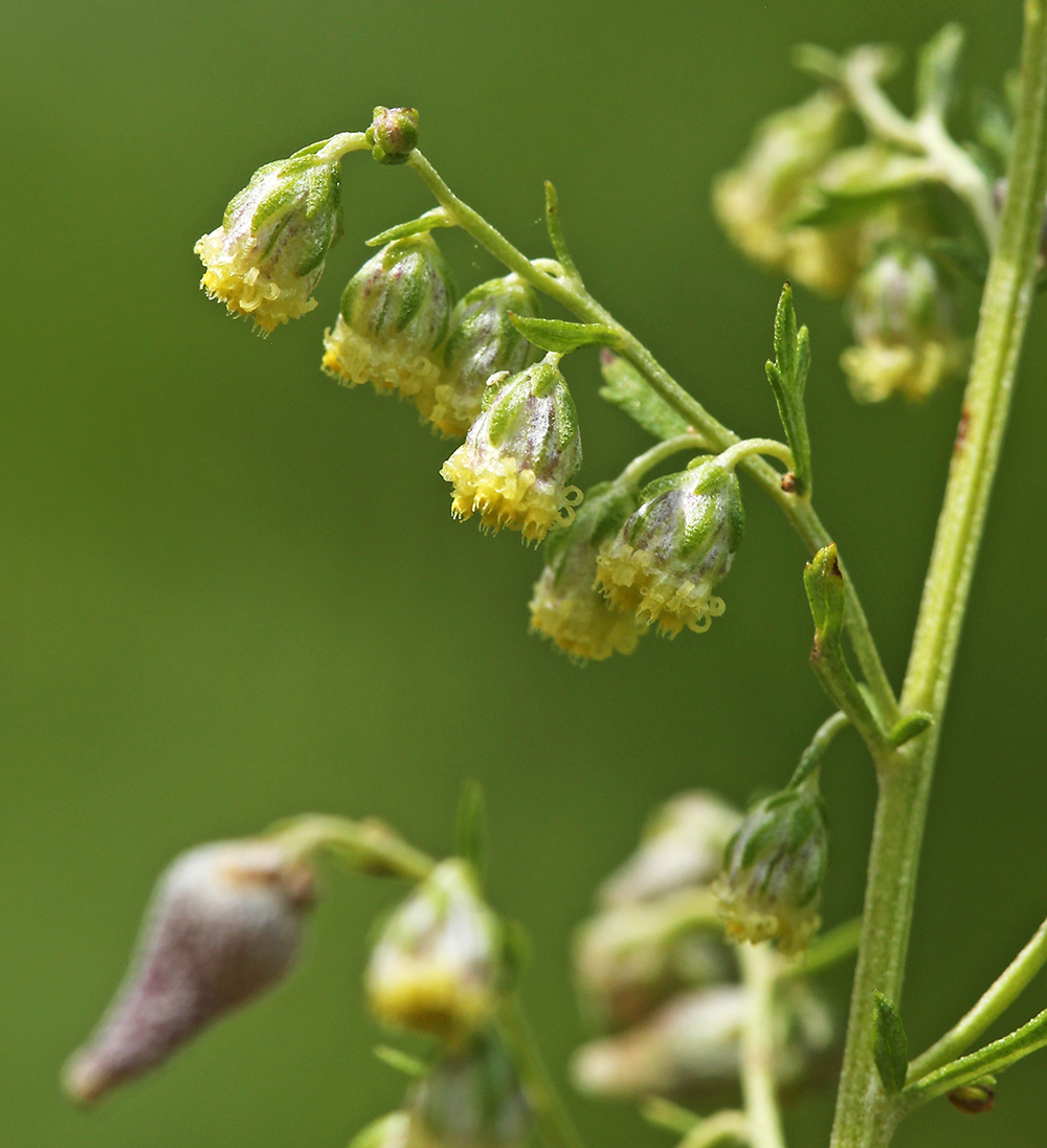 Image of Artemisia freyniana specimen.