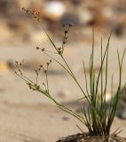 Juncus turczaninowii. Плодоносящее растение. Приморский край, Уссурийский ГО, окр. ж.-д. пл. 9194 км, дол. р. Раздольная на левом берегу, пойма, песчаные отложения. 22.09.2025.