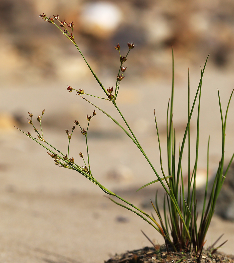 Изображение особи Juncus turczaninowii.