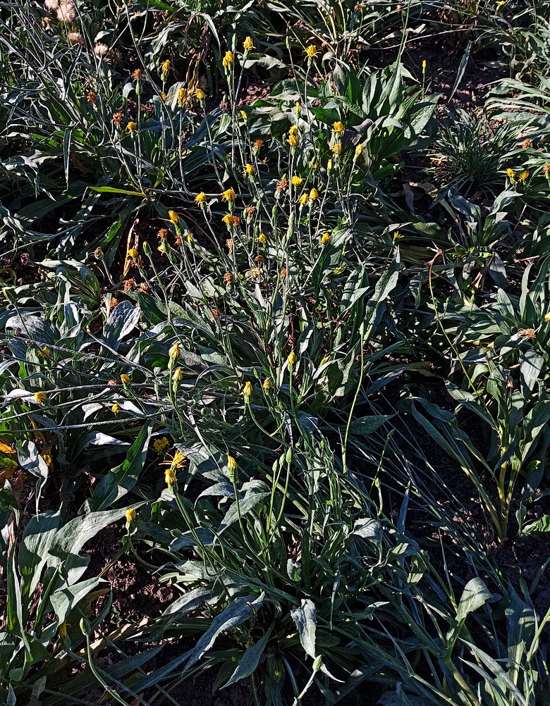 Image of Scorzonera hispanica specimen.