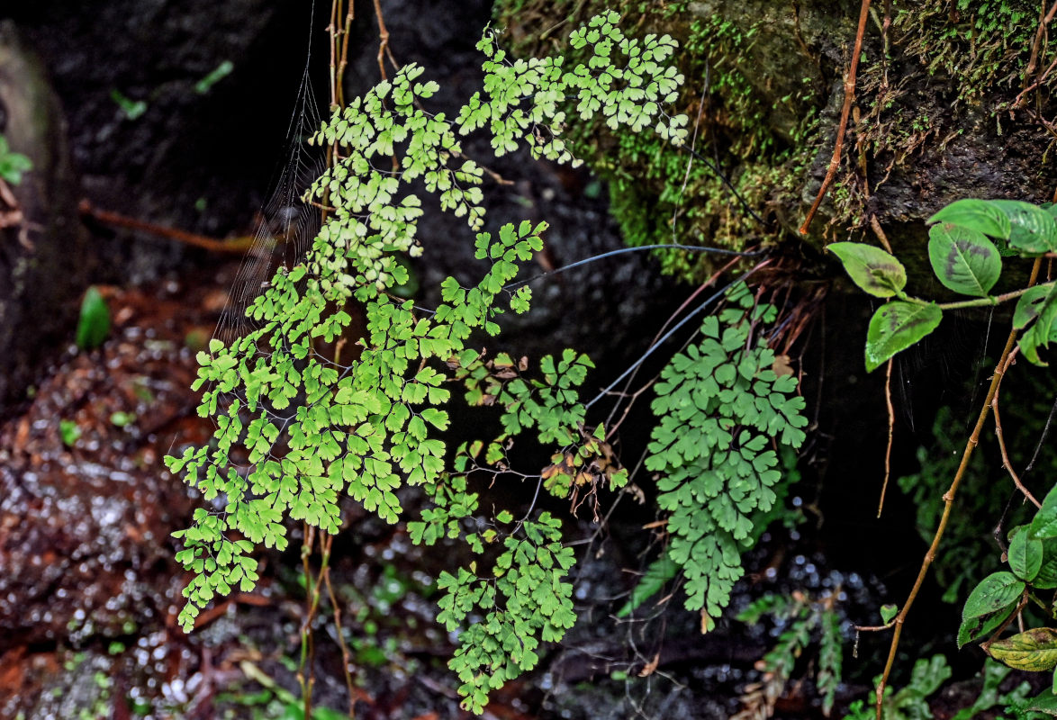 Изображение особи Adiantum capillus-veneris.