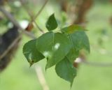 род Populus. Лист. Турция, ил Ван, дер. Албайрак, выс. ок. 2000 м н.у.м. 23 мая 2025 г.