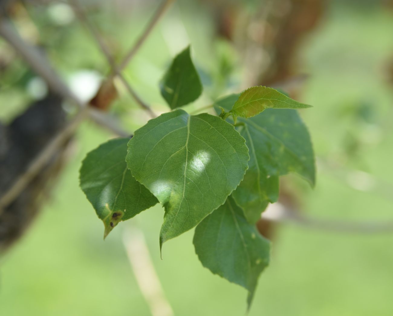 Изображение особи род Populus.