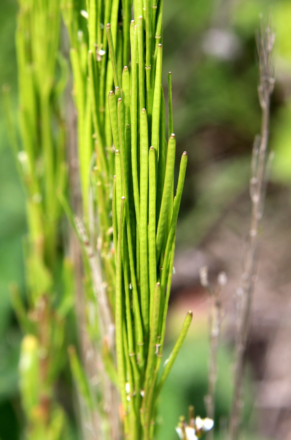 Изображение особи Arabis sagittata.
