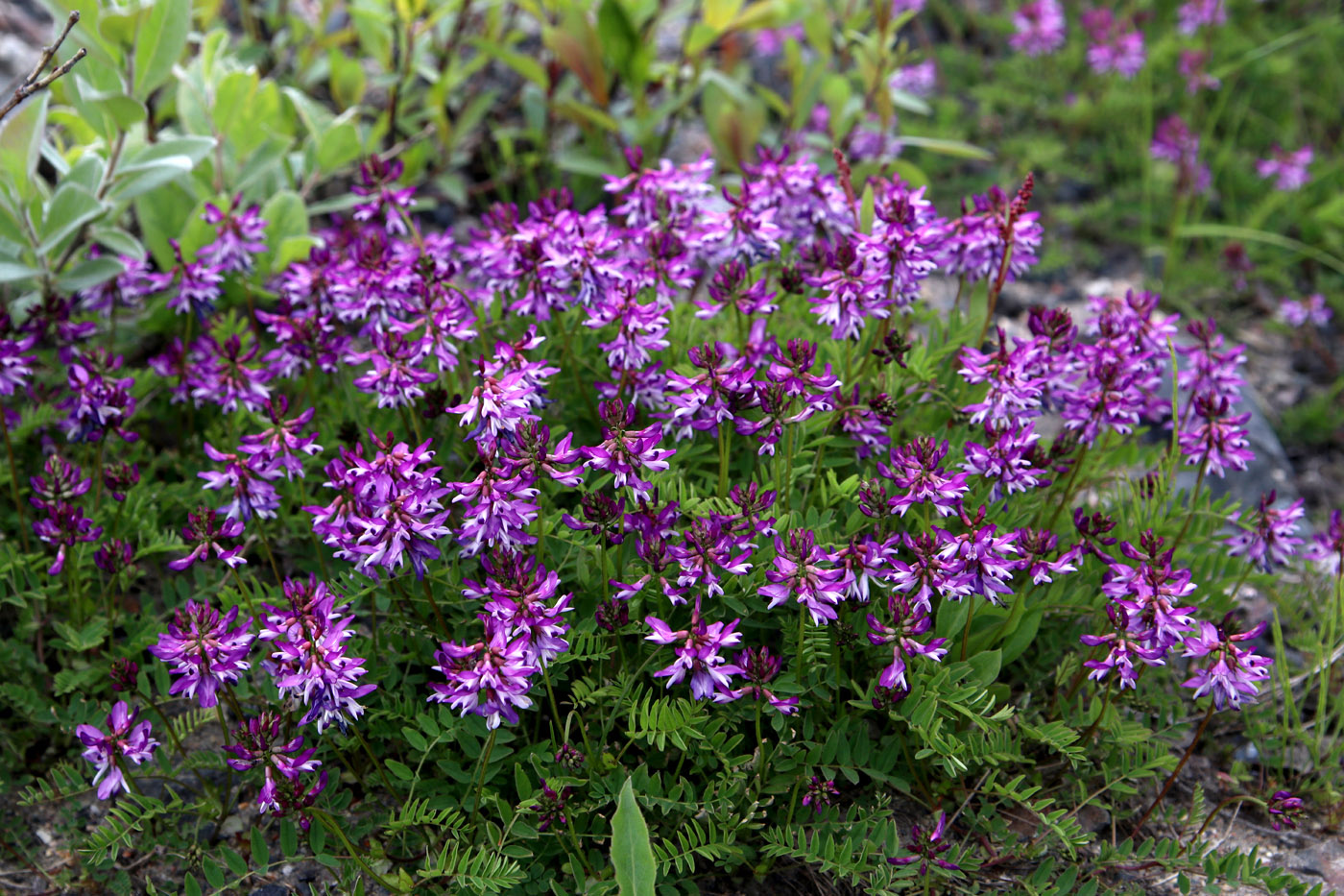 Image of Astragalus subpolaris specimen.