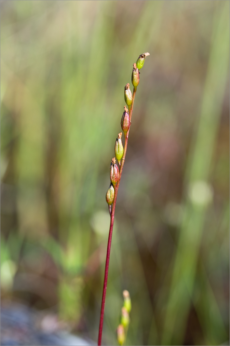 Изображение особи Drosera anglica.