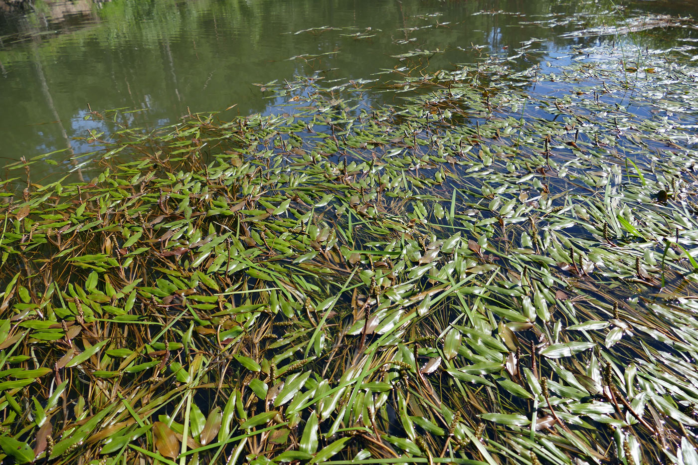 Изображение особи Potamogeton gramineus.