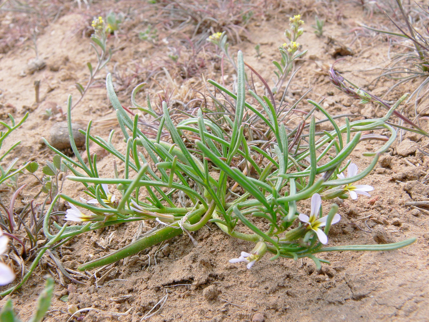 Image of Leptaleum filifolium specimen.