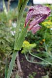 Gladiolus × gandavensis. Нижняя часть соцветия с отцветающим цветком. Свердловская обл., окр. г. Североуральск, дачный участок. 12.08.2022.