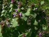 Lamium purpureum