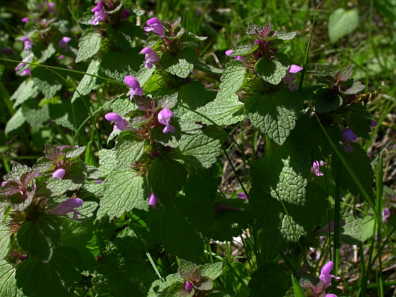 Изображение особи Lamium purpureum.