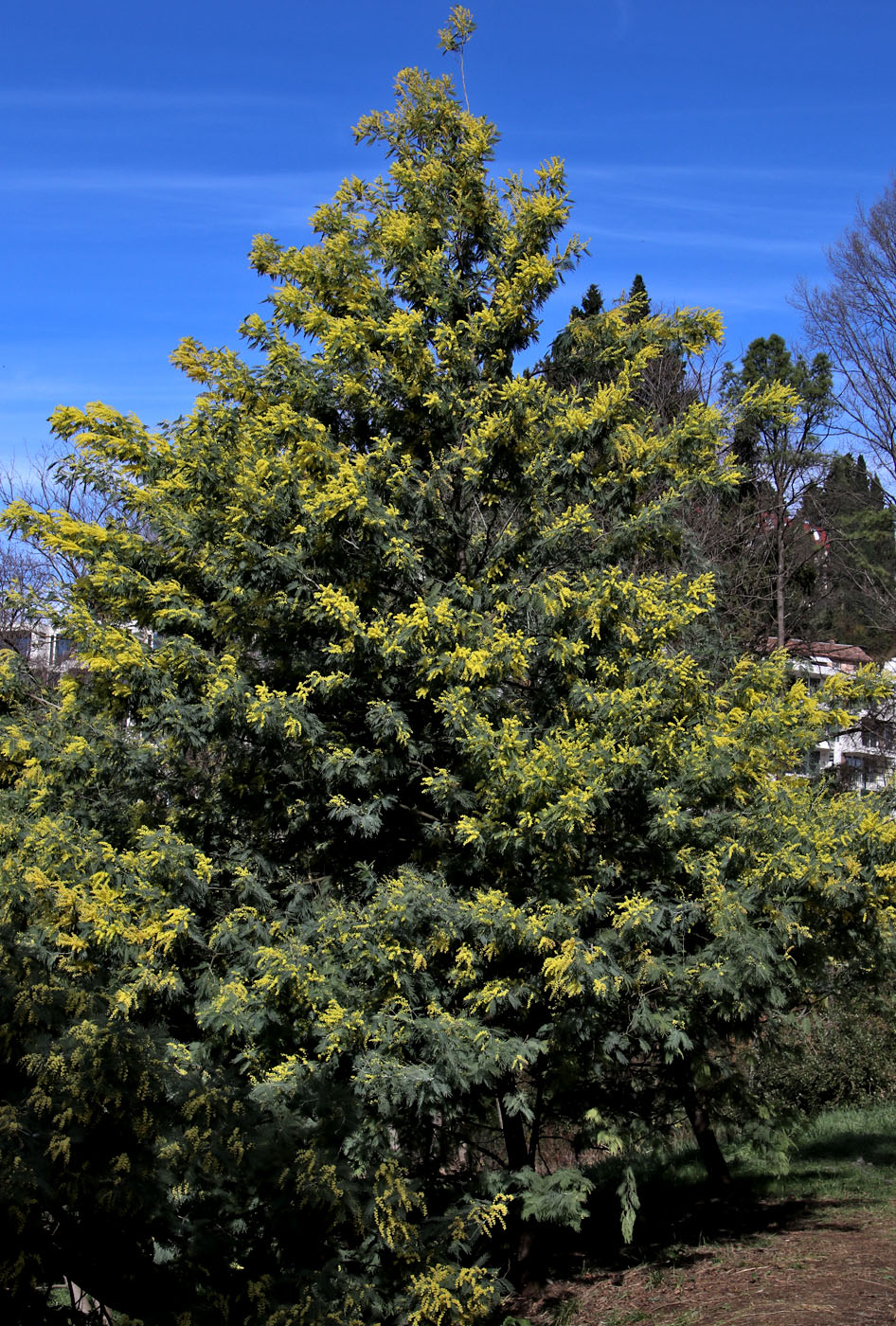 Image of Acacia dealbata specimen.