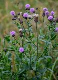 Cirsium setosum. Верхушки побегов с соцветиями и соплодиями. Тульская обл., Заокский р-н, окр. с. Дмитриевское, окраина залежи. 07.09.2025.