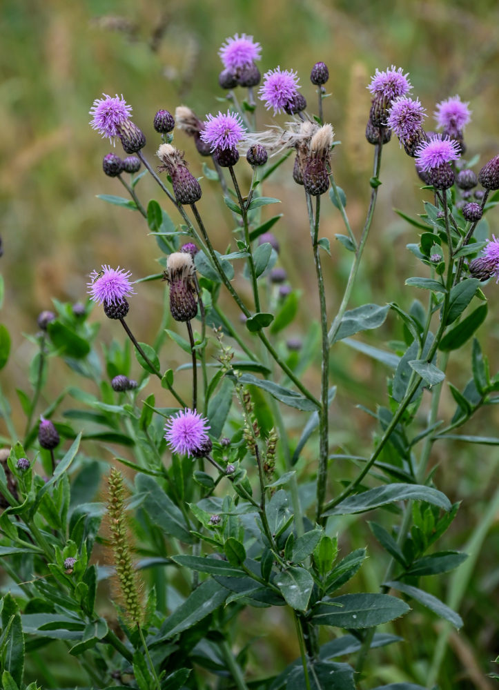 Image of Cirsium setosum specimen.