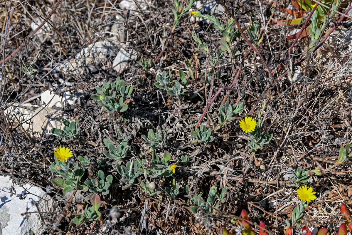 Image of genus Calendula specimen.