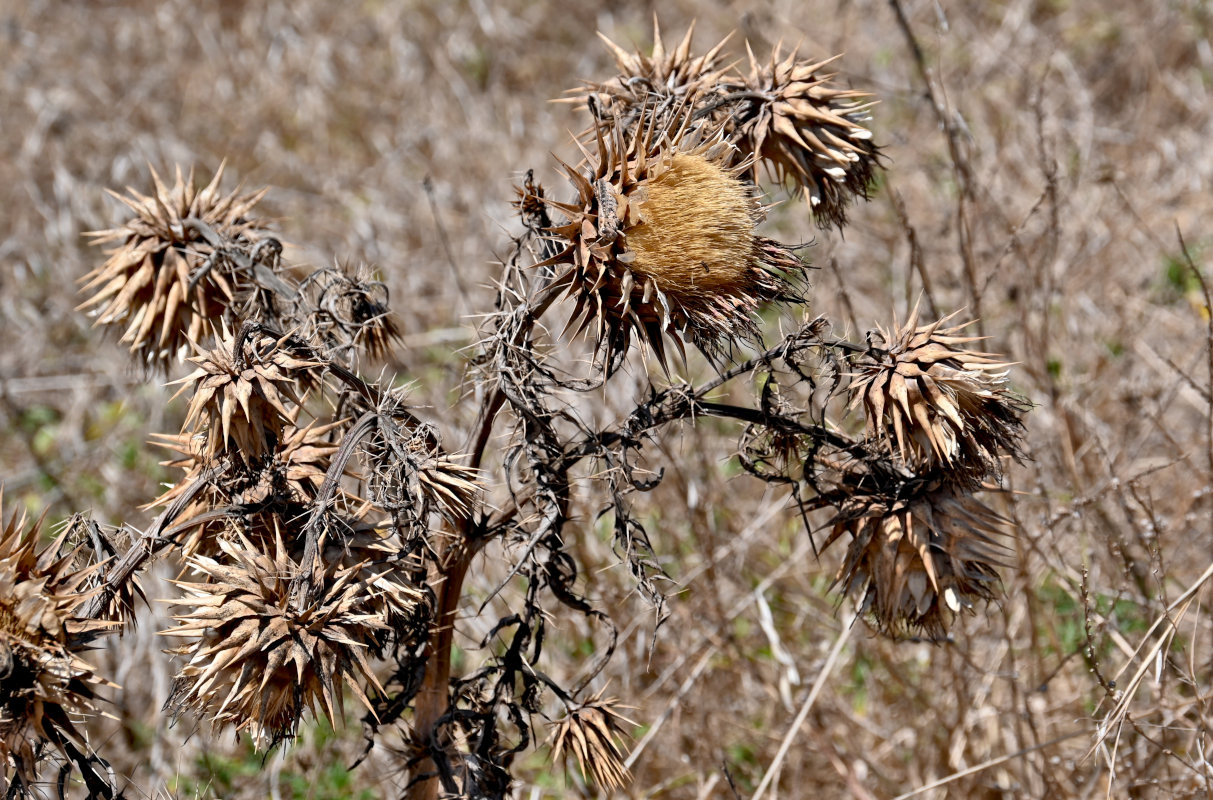 Image of Cynara cardunculus specimen.