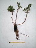 Bunium bulbocastanum. Трехлетнее растение извлеченное из грунта. Нижегородская обл., в культуре. 16.05.2026.