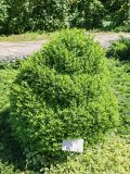 Buxus sempervirens. Вегетирующее растение. Волгоград, Волгоградский региональный ботанический сад. 23.05.2026.