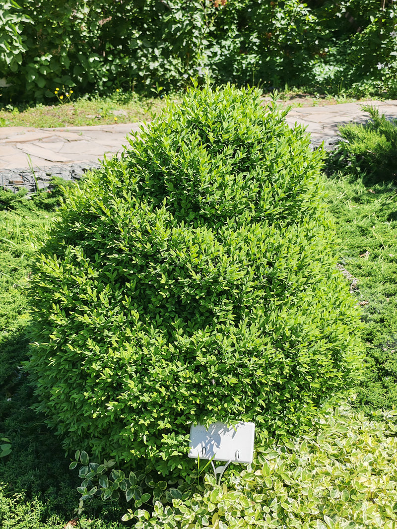 Изображение особи Buxus sempervirens.