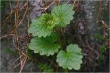 Glechoma hederacea. Верхушка побега с развивающимися листьями. Московская обл., Раменский р-н, окр. дер. Хрипань, садовый участок. 03.06.2026.
