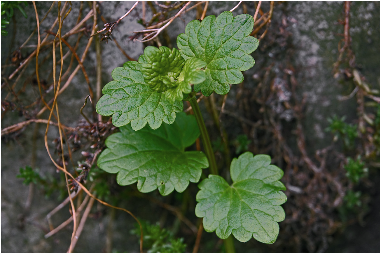 Image of Glechoma hederacea specimen.