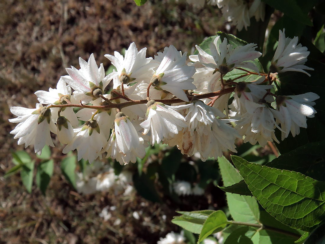 Image of Deutzia × magnifica specimen.