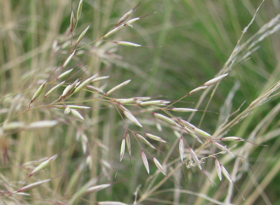 Image of Neotrinia splendens specimen.