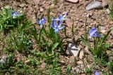 Scilla rosenii. Цветущие растения. Грузия, край Самцхе-Джавахети, Ниноцминдский муниципалитет, окр. с. Гандзани, юго-восточный склон горы Патара-Абули, выс. ок. 2400 м н.у.м., каменистый грунт. 7 июня 2026 г.