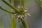 Dysphania ambrosioides. Соцветие. Московская обл., Раменский р-н, окр. дер. Хрипань, садовый участок. 10.07.2026.