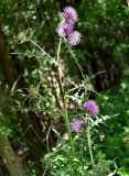 Galactites tomentosus
