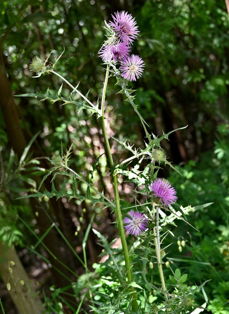 Image of Galactites tomentosus specimen.