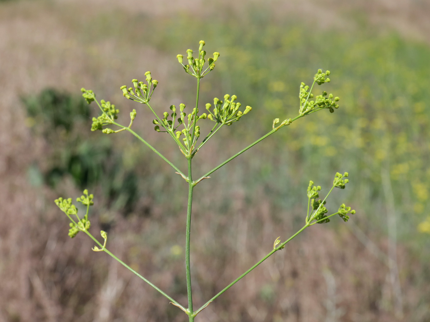 Image of Elaeosticta lutea specimen.