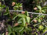 Euonymus verrucosus. Часть цветущей веточки. Крым, окр. пос. Новый Свет, северный склон горы Сокол (Куш-Кая), дубово-грабовый лес. 05.05.2025.