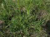 Ranunculus chinensis. Нижние части растений. Хабаровский край, г. Комсомольск-на-Амуре, обочина грунтовой дороги. 14.06.2026.