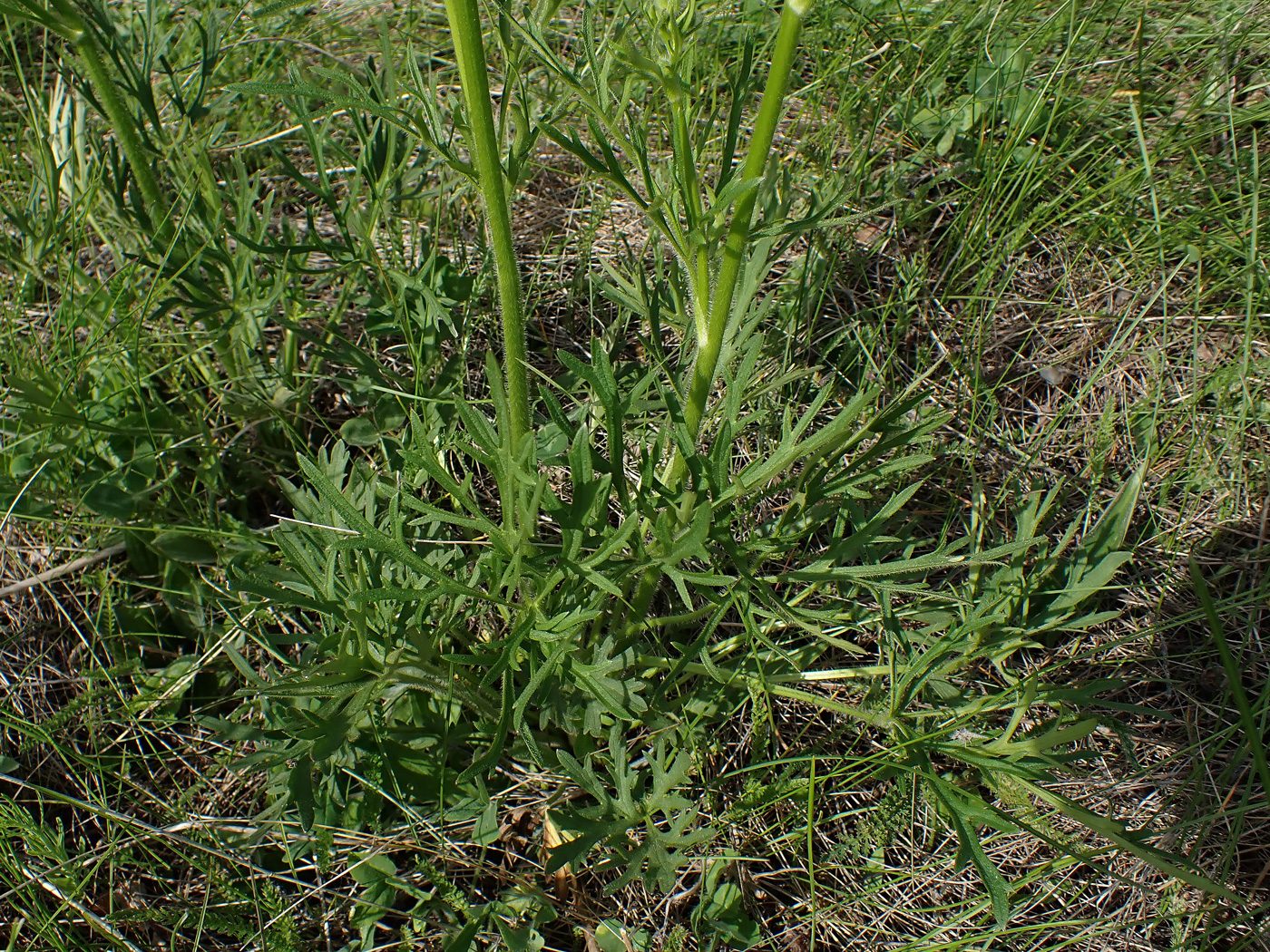Image of Ranunculus chinensis specimen.