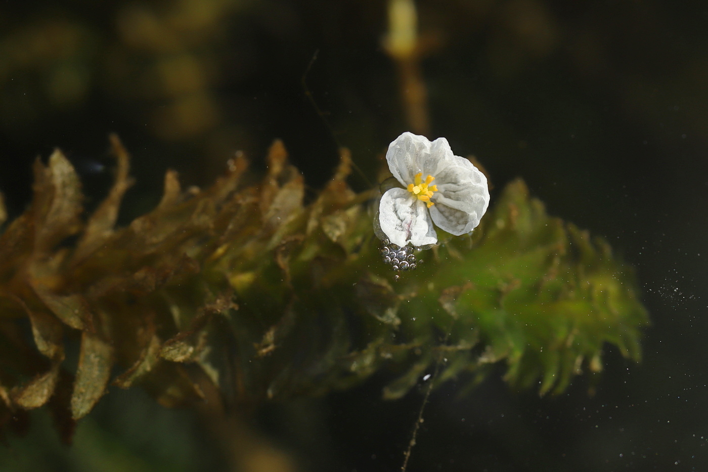 Image of Egeria densa specimen.