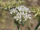 Echinophora spinosa. Соцветие с сидящей осой аммофилой(?). Испания, Каталония, пров. Жирона, комарка Баш Эмпорда, муниципалитет Тороэлья-де-Монгри, пляж Фонольера (la Fonollera), переходная зона между маршевым лугом и формирующейся дюной. 11.09.2026.