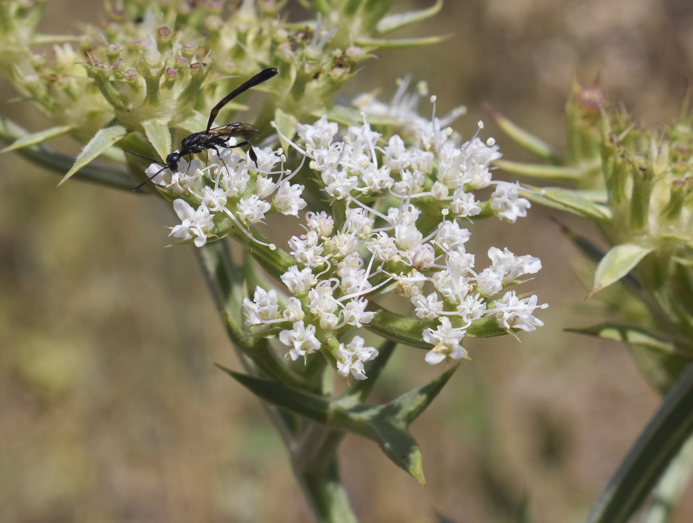 Image of Echinophora spinosa specimen.