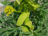 Ferula foetidissima. Средняя часть цветущего растения с влагалищами листьев и соцветием. Таджикистан, Горно-Бадахшанская автономная обл., Дарвазский р-н, Дарвазский хр., перев. Хабуработ, выс. ≈ 3200 м н.у.м., задернованный глинистый склон. 19 июня 2026 г.